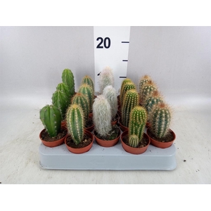 Cereus   ...