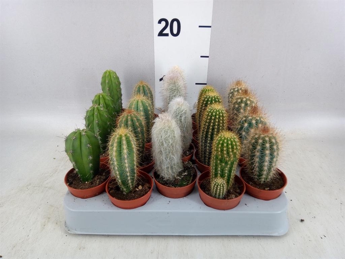 <h4>Cereus   ...</h4>