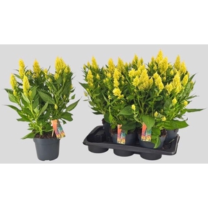 CEL PL KEL FIRE LIME