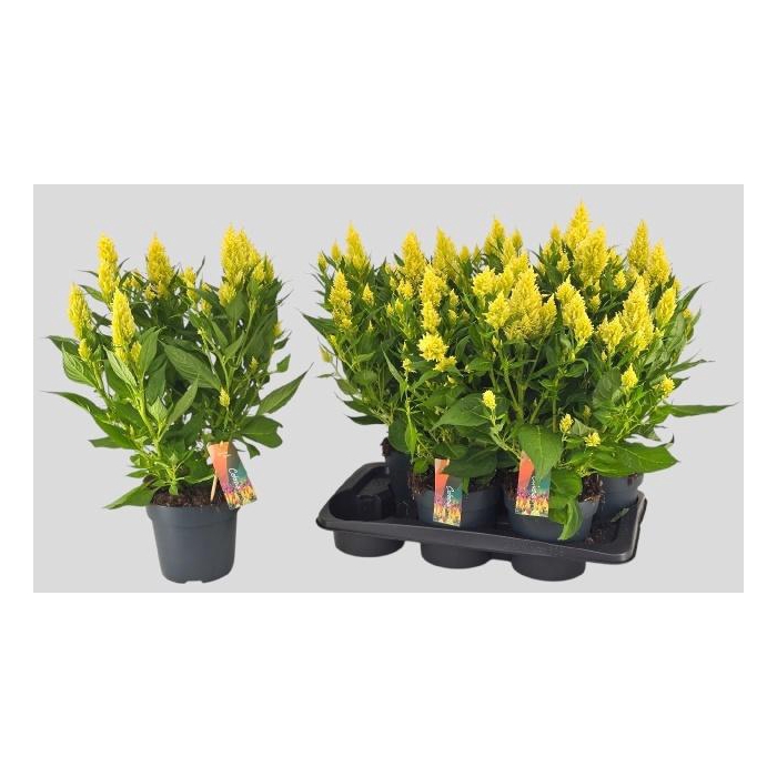 <h4>CEL PL KEL FIRE LIME</h4>
