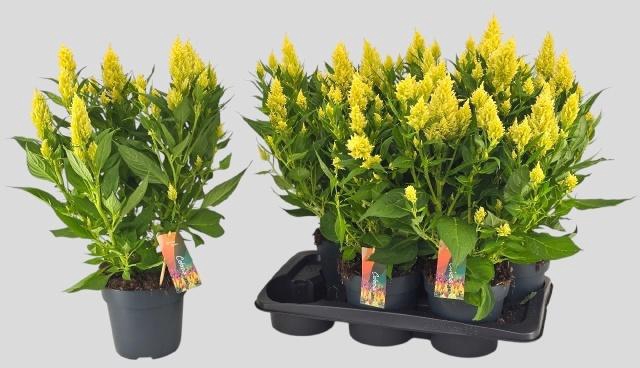 <h4>CEL PL KEL FIRE LIME</h4>