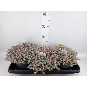 Sedum spathulifolium 'Cape Blanco'