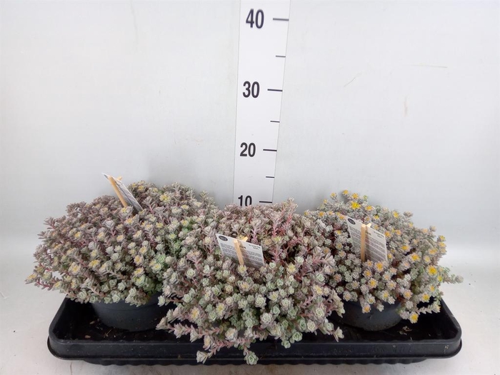 <h4>Sedum spathulifolium 'Cape Blanco'</h4>