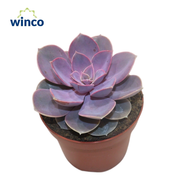 <h4>Echeveria Pearl Von Neurenberg</h4>