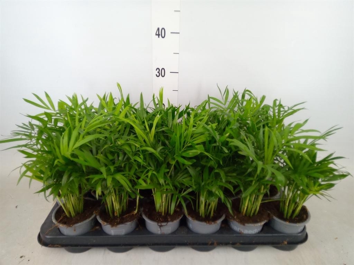 <h4>Chamaedorea elegans</h4>