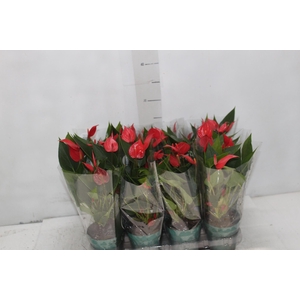 ANTHURIUM MINI MILLION PURE P09
