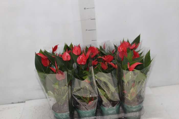 <h4>ANTHURIUM MINI MILLION PURE P09</h4>