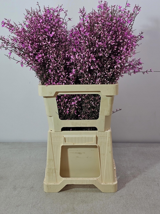 <h4>GINGSTER PB LILA</h4>