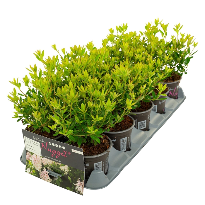 <h4>Rhododendron 'Bloombux' Pink</h4>