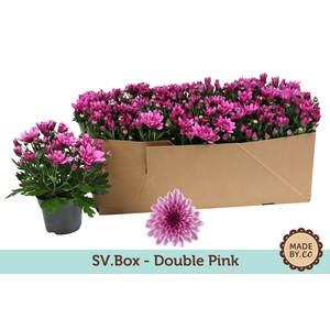 Chrysant Double Pink in SV.Box