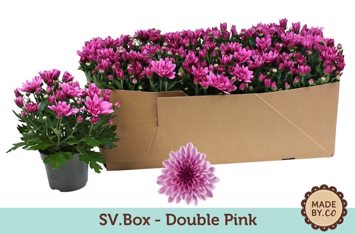 <h4>Chrysant Double Pink in SV.Box</h4>