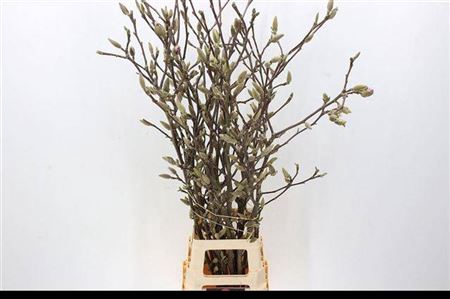 <h4>Magnolia Grandiflora</h4>