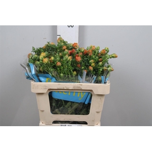 Ran Butterfly Minoan