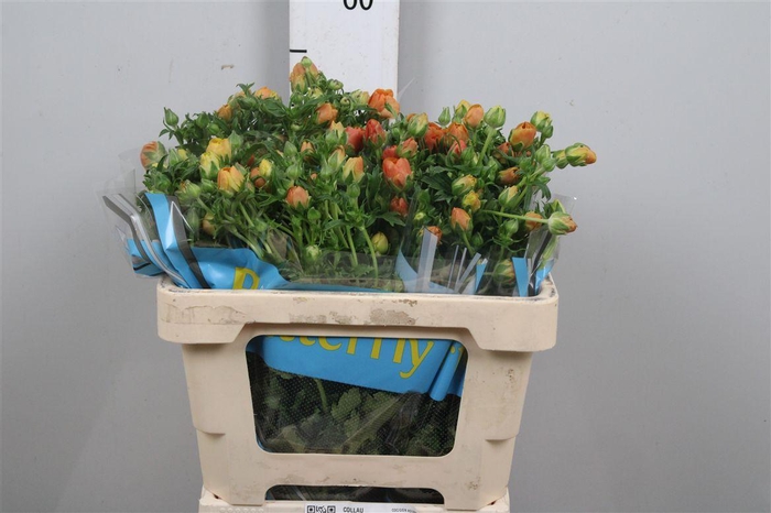 <h4>Ran Butterfly Minoan</h4>