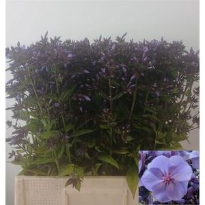 Phlox P Sw Sum Ocean