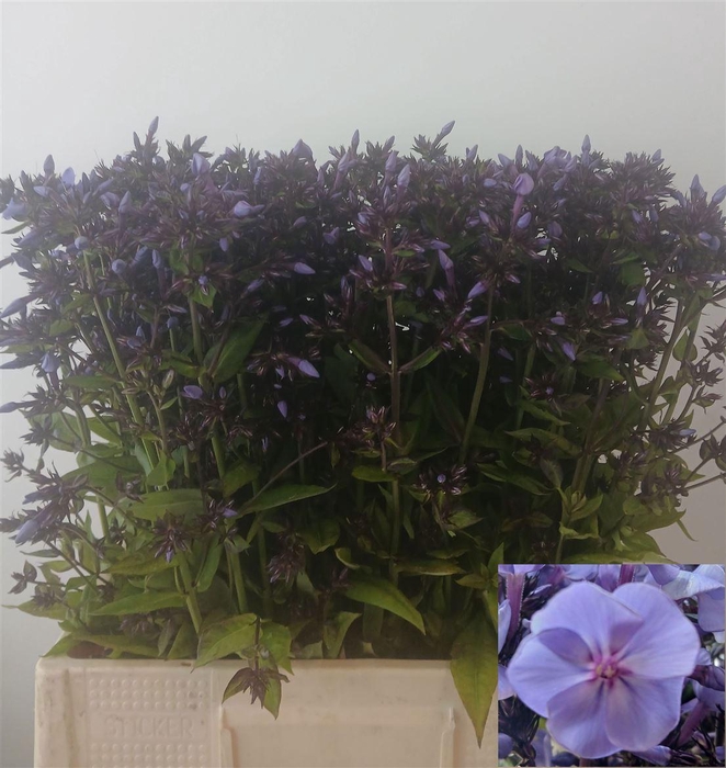 <h4>Phlox P Sw Sum Ocean</h4>