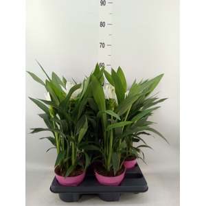 Curcuma alism. 'Siam Sisto'