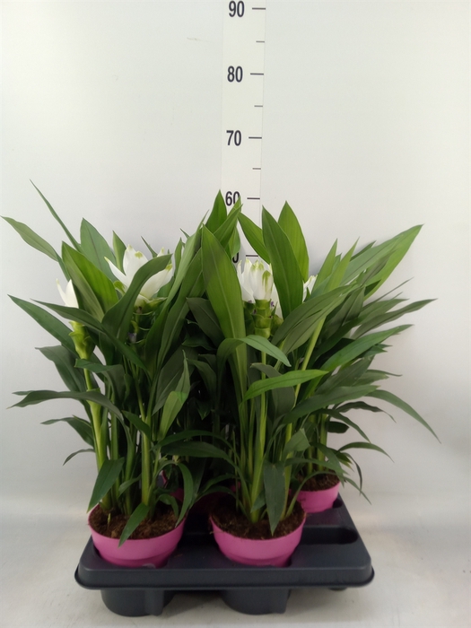 <h4>Curcuma alism. 'Siam Sisto'</h4>