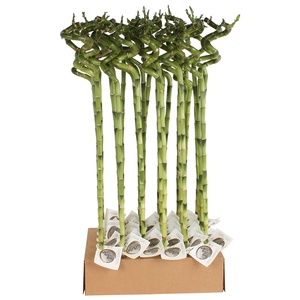 Lucky Bamboo Stem Spiral 70cm in Tube & Karton Tray