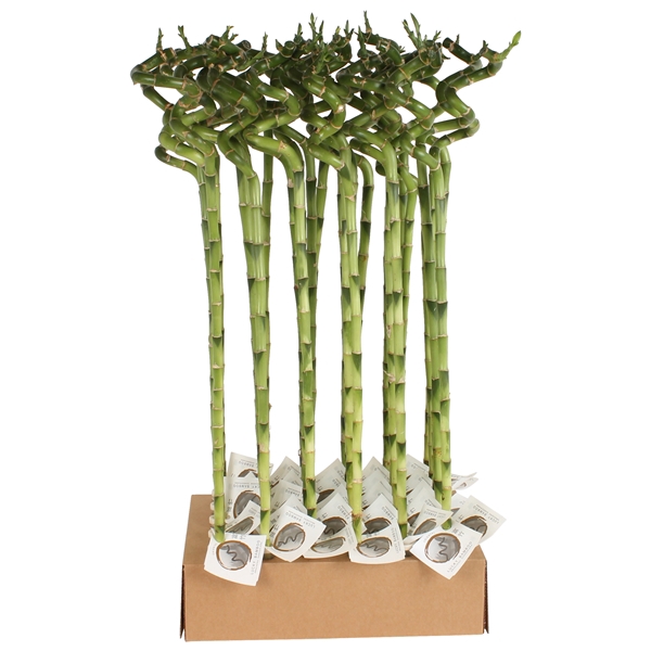 <h4>Lucky Bamboo Stem Spiral 70cm in Tube & Karton Tray</h4>