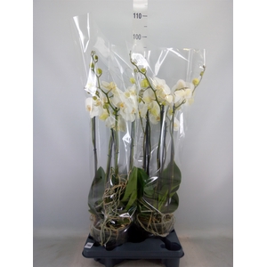 Phalaenopsis   ...white