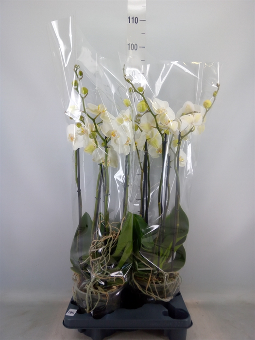 <h4>Phalaenopsis   ...white</h4>