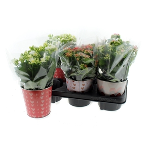 ARR KALANCHOE