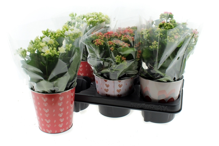 <h4>ARR KALANCHOE</h4>