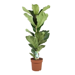 FICUS LYRATA