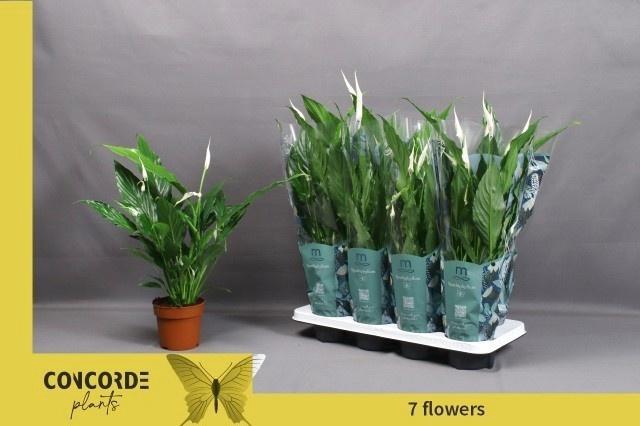 <h4>SPATH SWEET CHICO</h4>