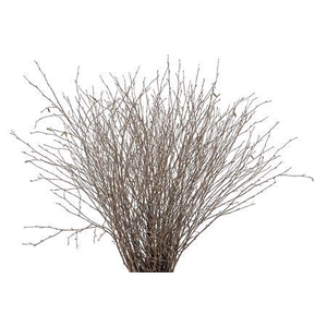 BETULA BS