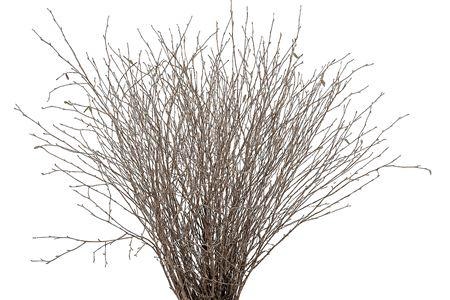<h4>BETULA BS</h4>