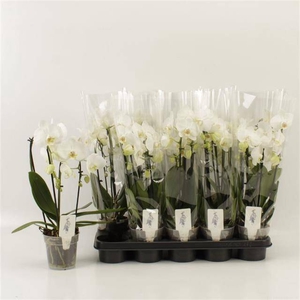 PHAL EL CASCADE