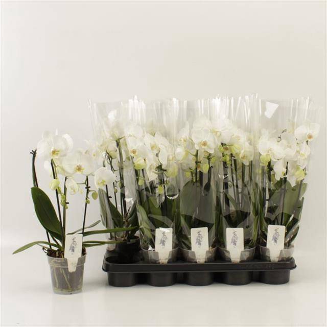 <h4>PHAL EL CASCADE</h4>