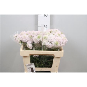 Scabiosa atrop. 'FrenchVan BonBon'
