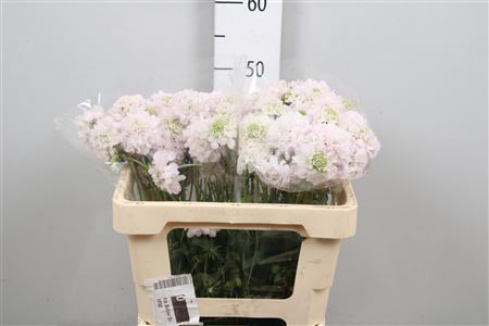 <h4>Scabiosa atrop. 'FrenchVan BonBon'</h4>
