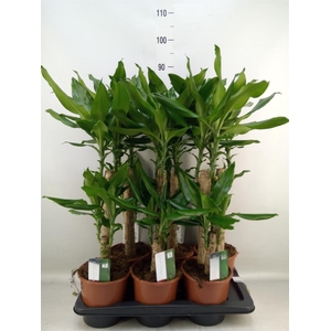 Dracaena frag. 'Steudneri'