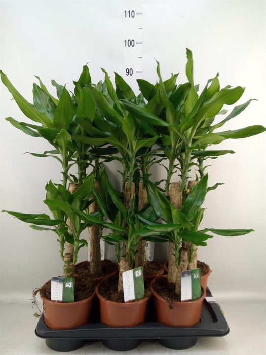 <h4>Dracaena frag. 'Steudneri'</h4>