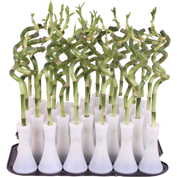 <h4>Lucky Bamboo Stem Spiral 30cm in Tube Vase White</h4>