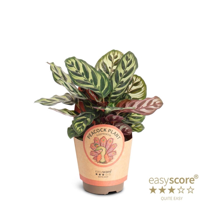 <h4>CALATHEA MAKOYANA</h4>