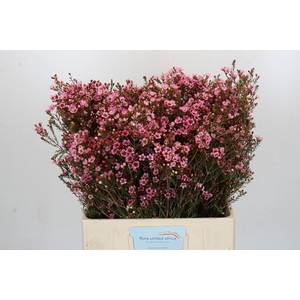 Chamelaucium Sarah's Delight