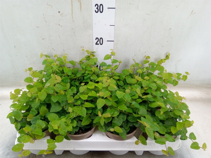 <h4>Ficus pumila 'Sunny Green'</h4>