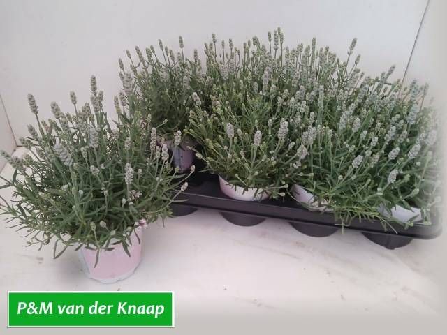 <h4>LAVAN AN ROSEA</h4>