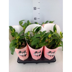 Dendrobium nob. 'StarCla Apollon'