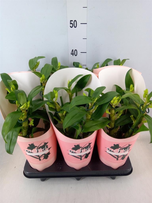 <h4>Dendrobium nob. 'StarCla Apollon'</h4>