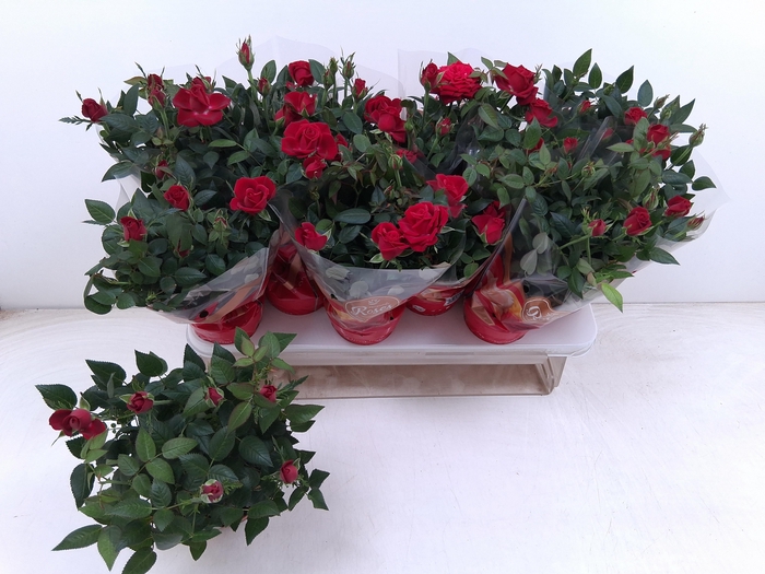 <h4>RO FAV RO RED</h4>