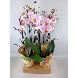 Phalaenopsis   ...white