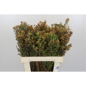 Kaaps Groen Plumosum Rubrum