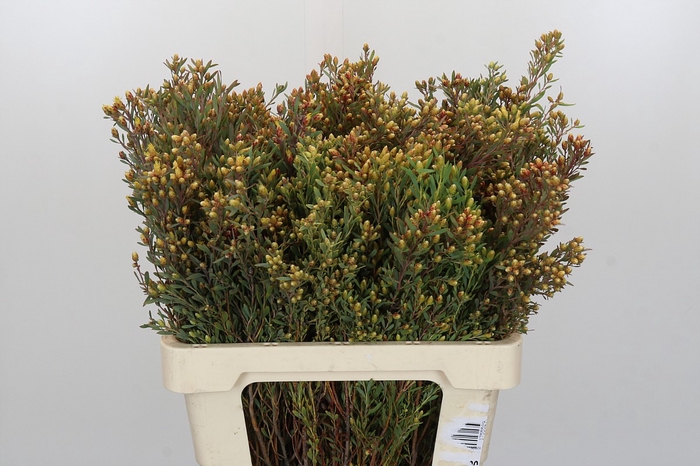 <h4>Kaaps Groen Plumosum Rubrum</h4>