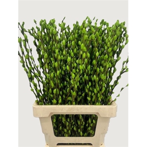 Salix Wilgenkatjes Apple Green 70cm P Stem